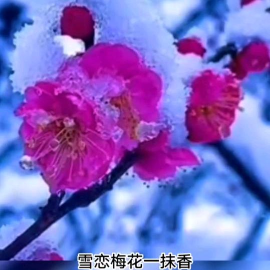 腊八