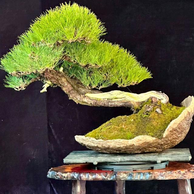 鑫源盆景园