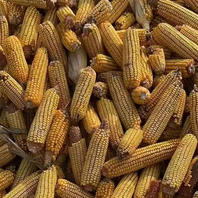 粮民通（诚信为本）