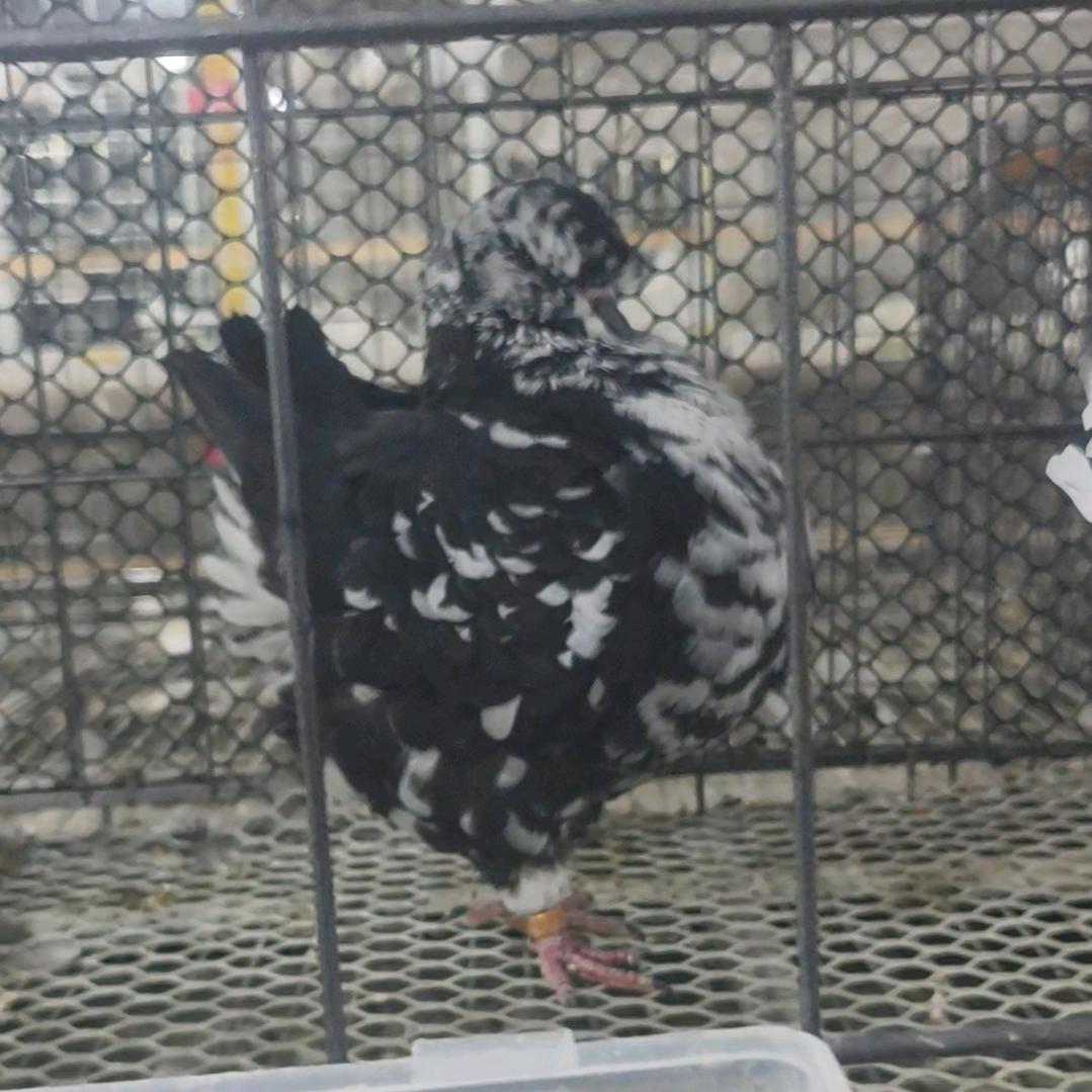 小微鸽子铺