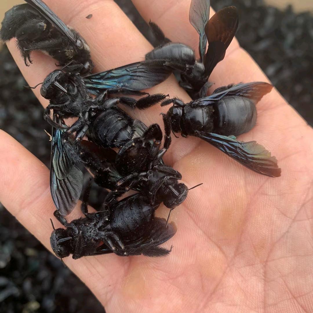 竹筒蜂（俗称咽喉蜂）