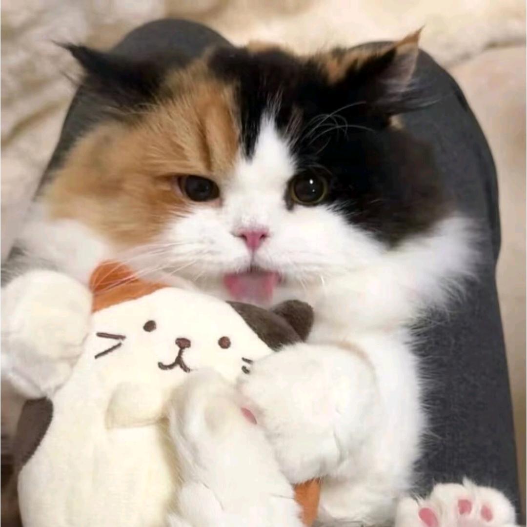 爱喝西柚汁😼