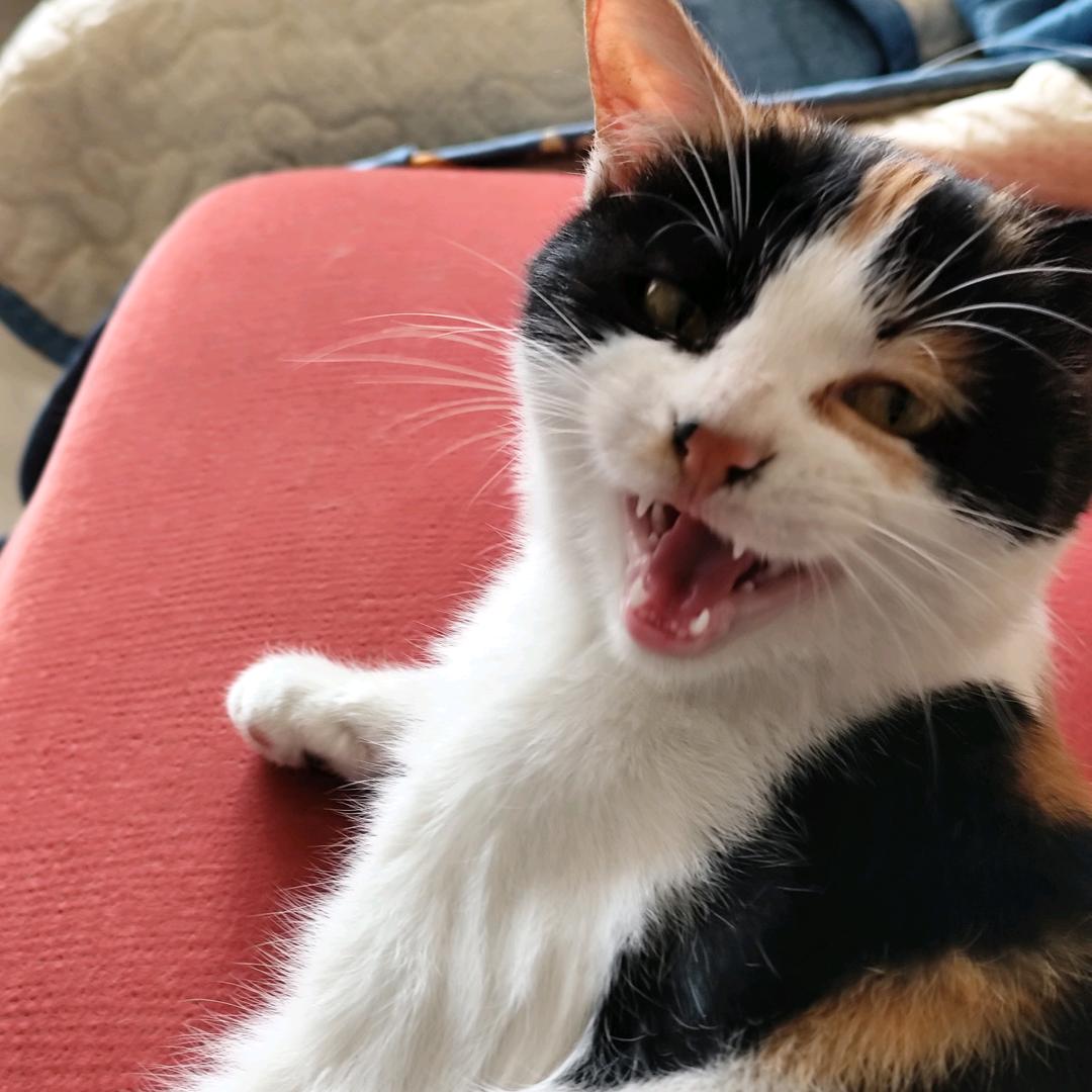 李氏开关课程猫助教