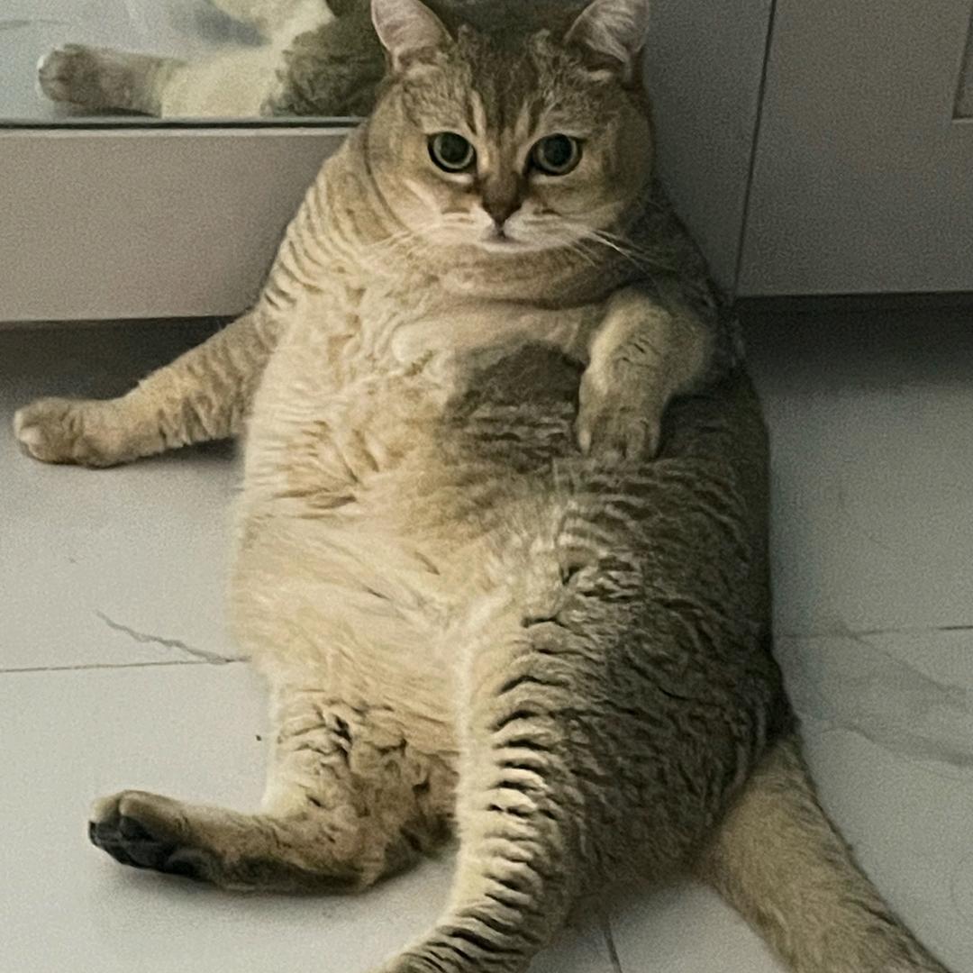 汤饭的小甜狗