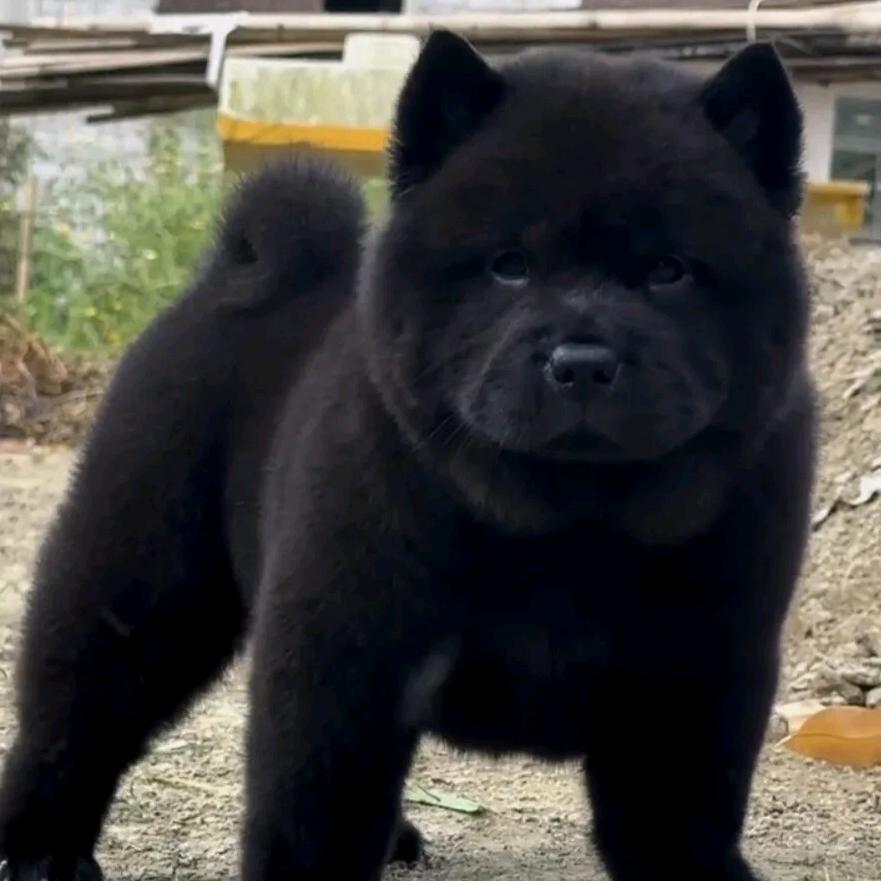 济宁邹城五黑犬支持自提