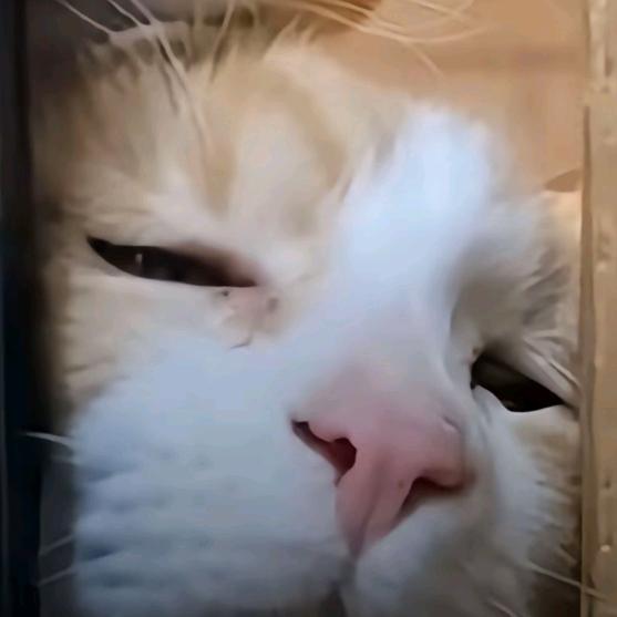 猫百万