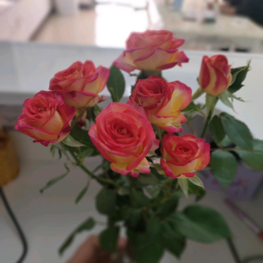 🧚‍♀️仙女🧚‍♀️