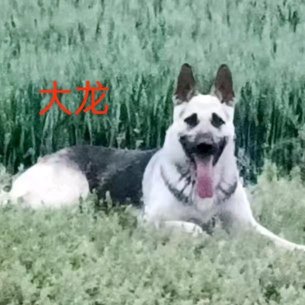 十二年军犬训导员