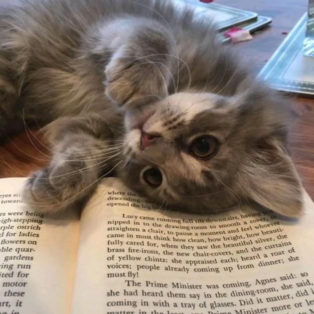 吃土豆长大的马铃薯‐