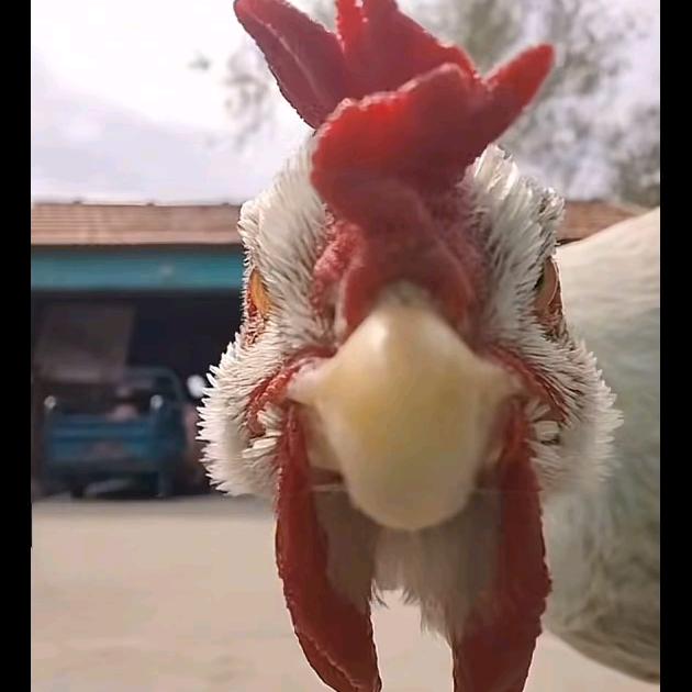 泪水打湿猪脚饭，发誓要赚100万