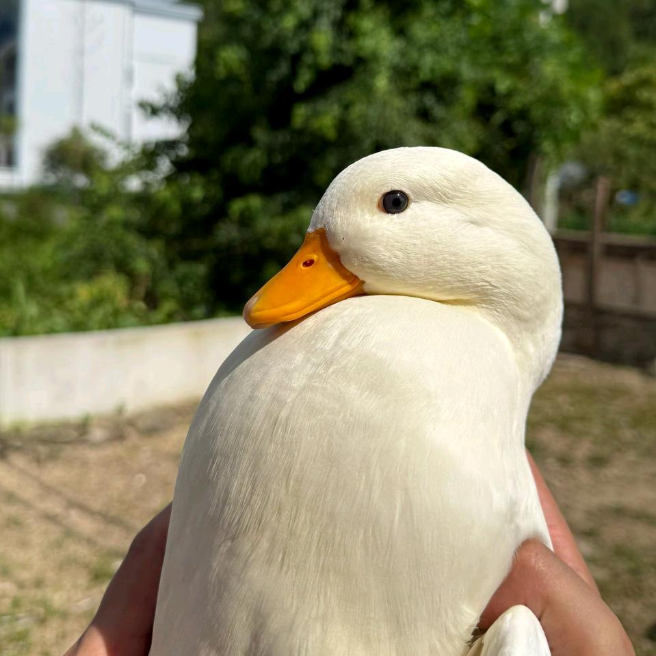 喵了个喵