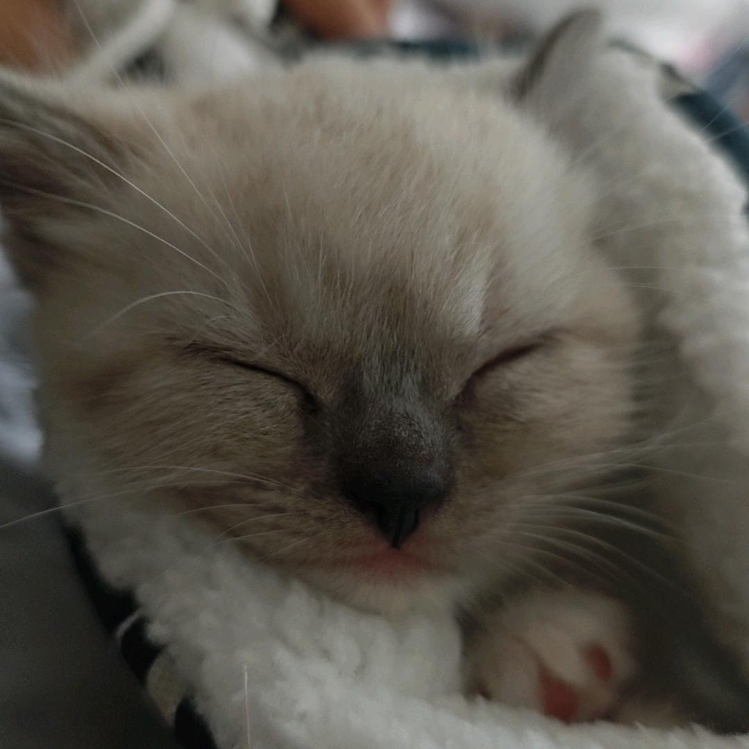 怒江沙滩上晒干的咸鱼