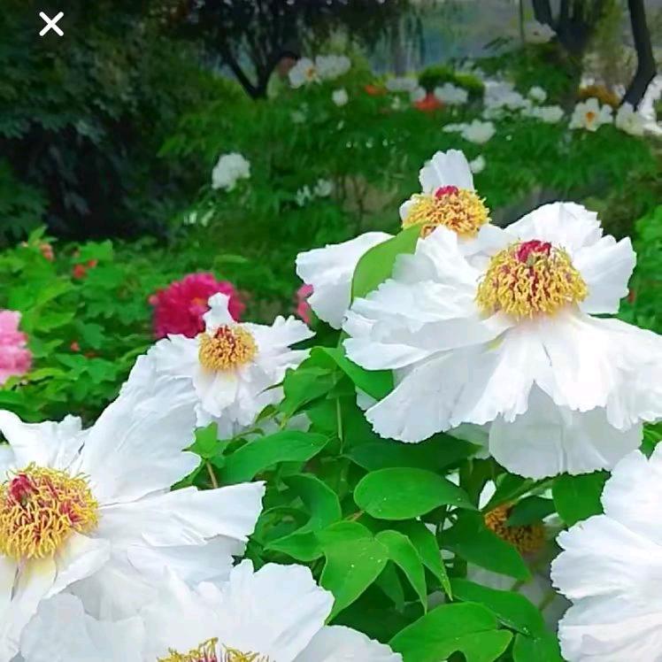 天长地久🇨🇳