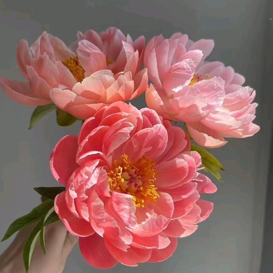 山东菏泽喜悦牡丹芍药基地