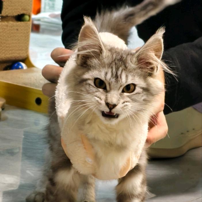 游戏的最高配置是搭子