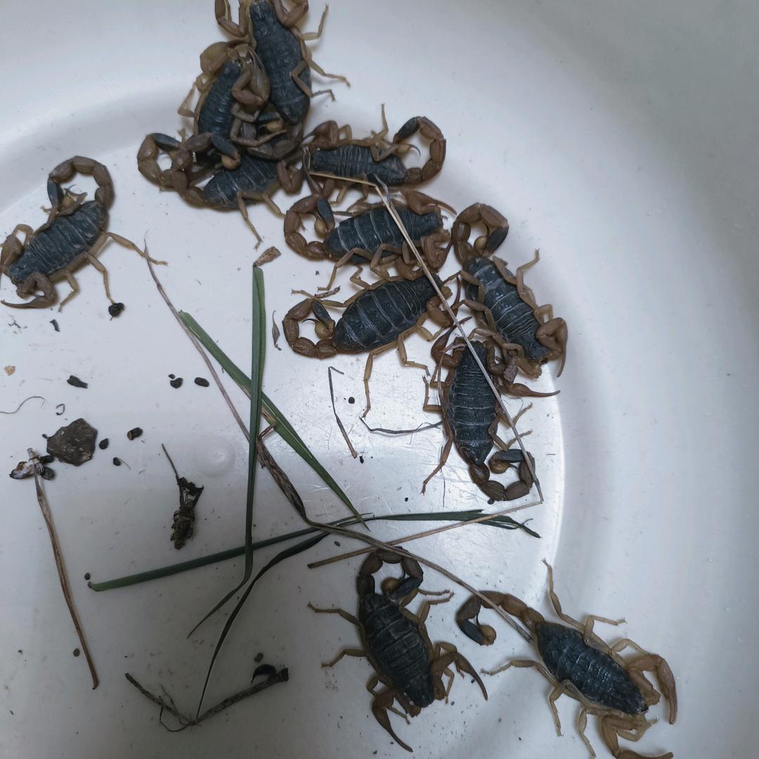 青梅煮酒叹流年