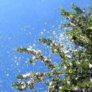 柳絮因风起