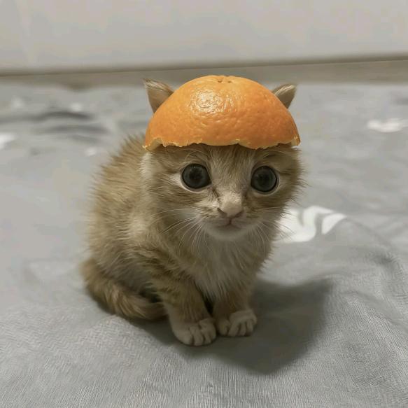 太虚鸟