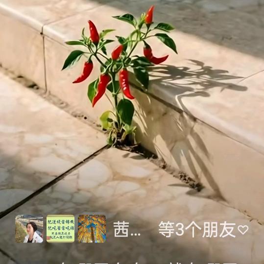 无訁的结局