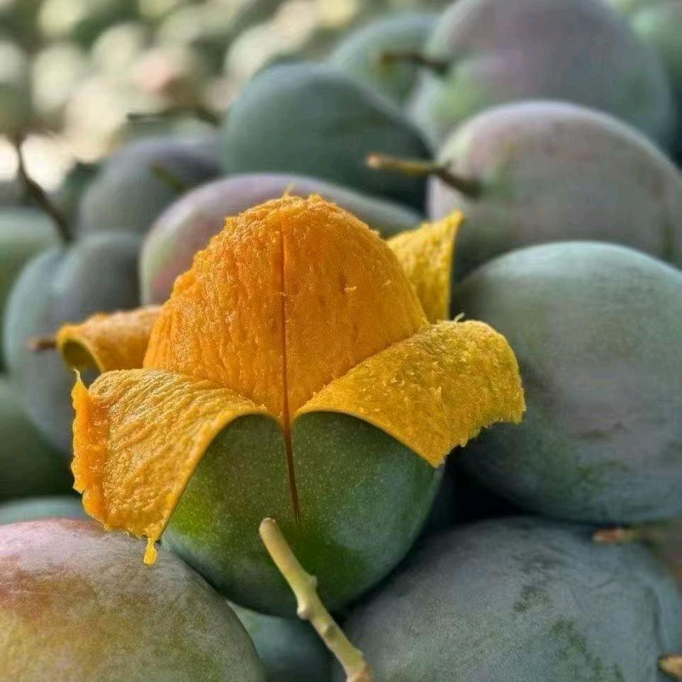 四川攀枝花阳光☀️水果城🥭