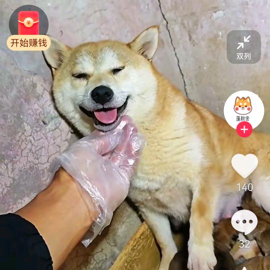 胖胖家的犬舍