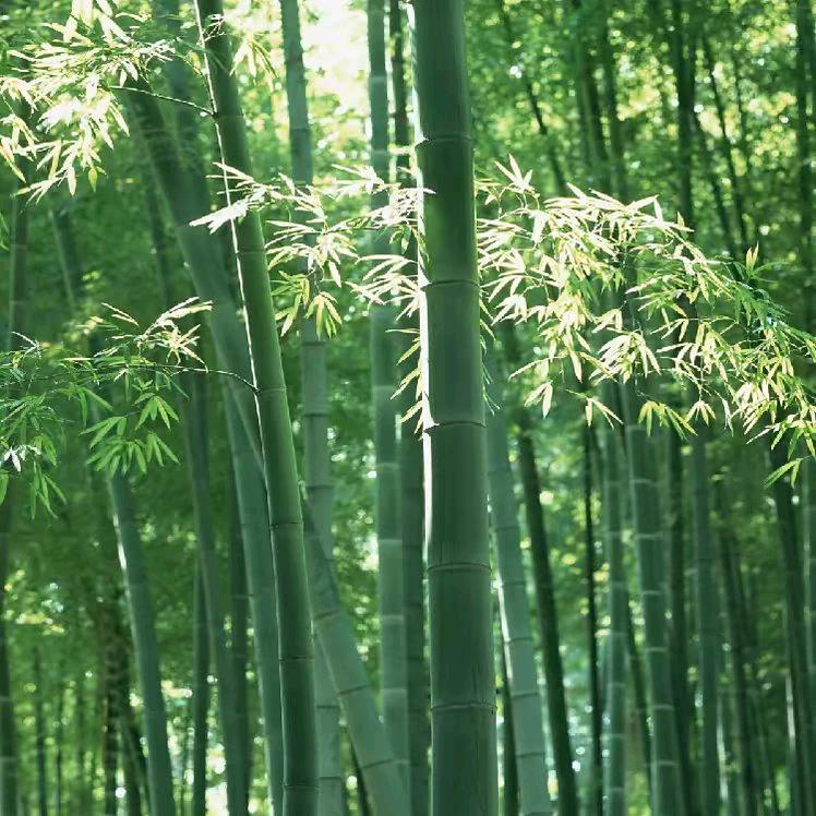 冀E小平板—赵竹