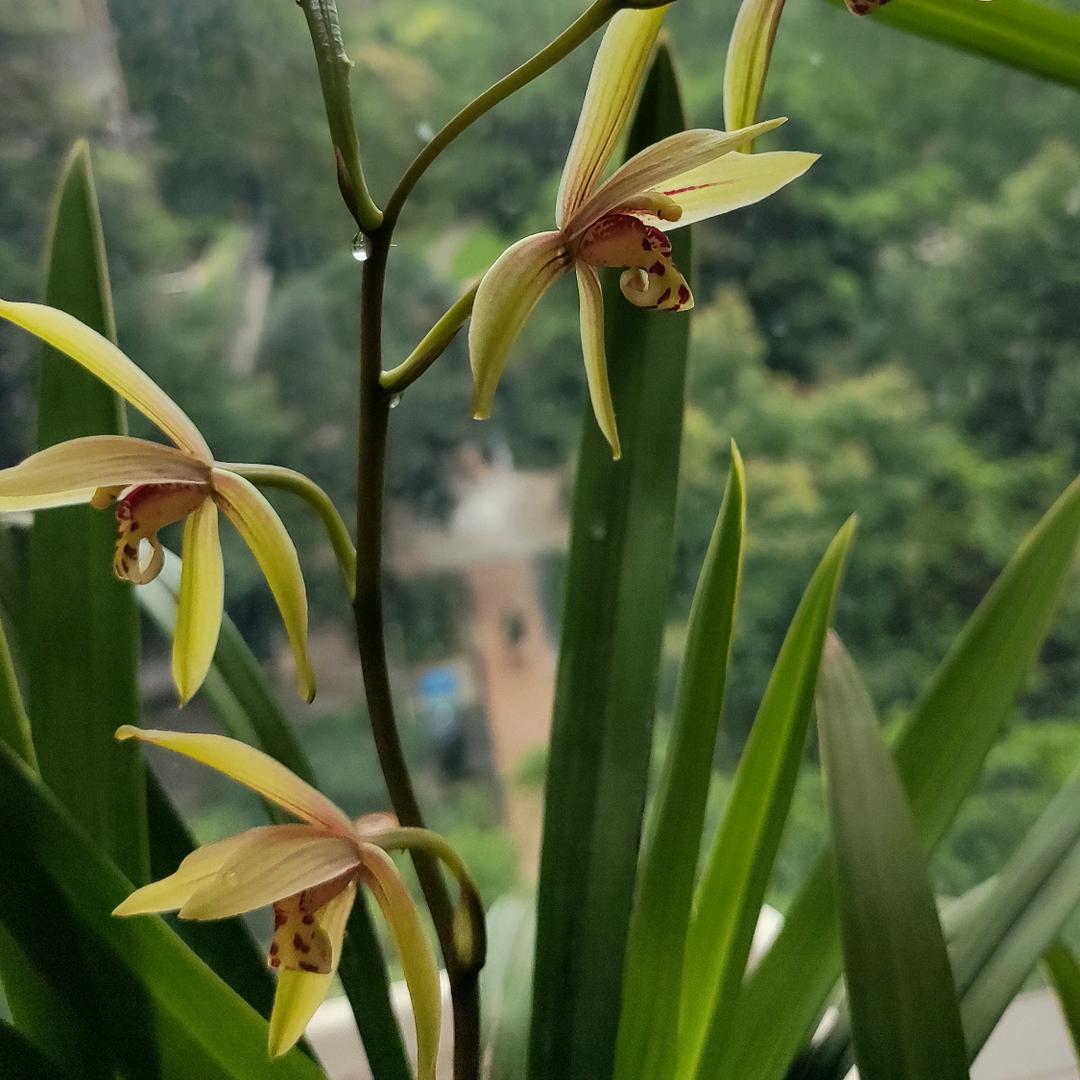 小刀