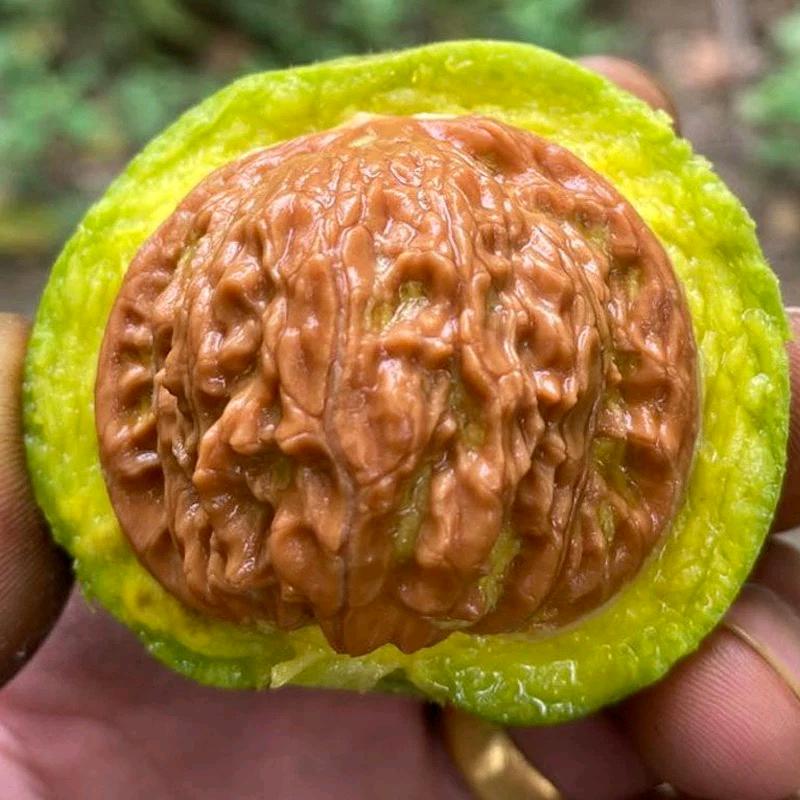淇萱文玩