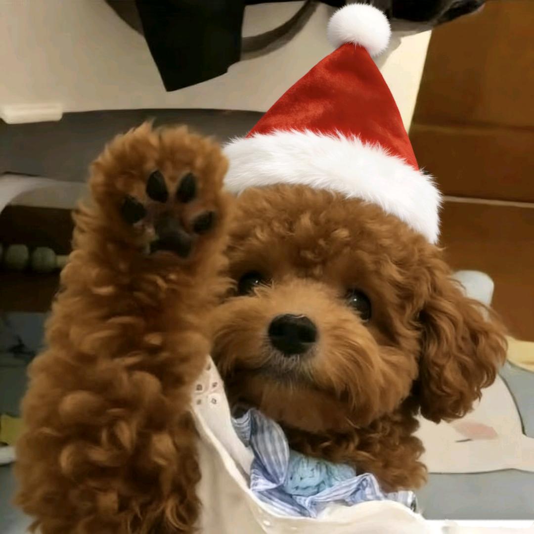 Dreams(๑Ő௰Ő๑)