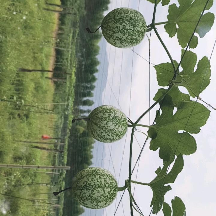 甘潭@湯H明