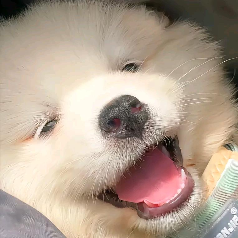 小小书生