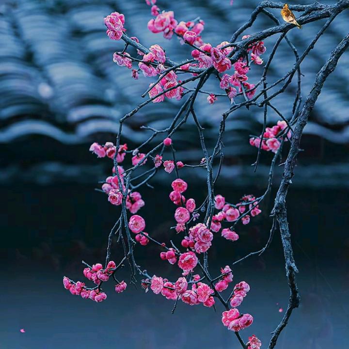 秋窗听雨