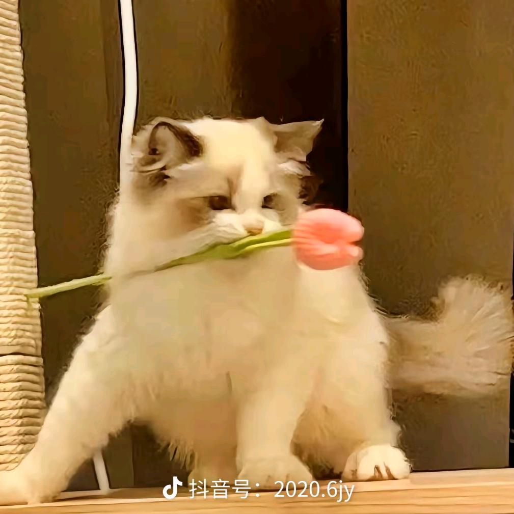 来杯凉白开