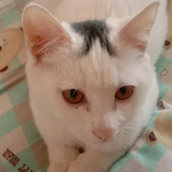 云帐精灵