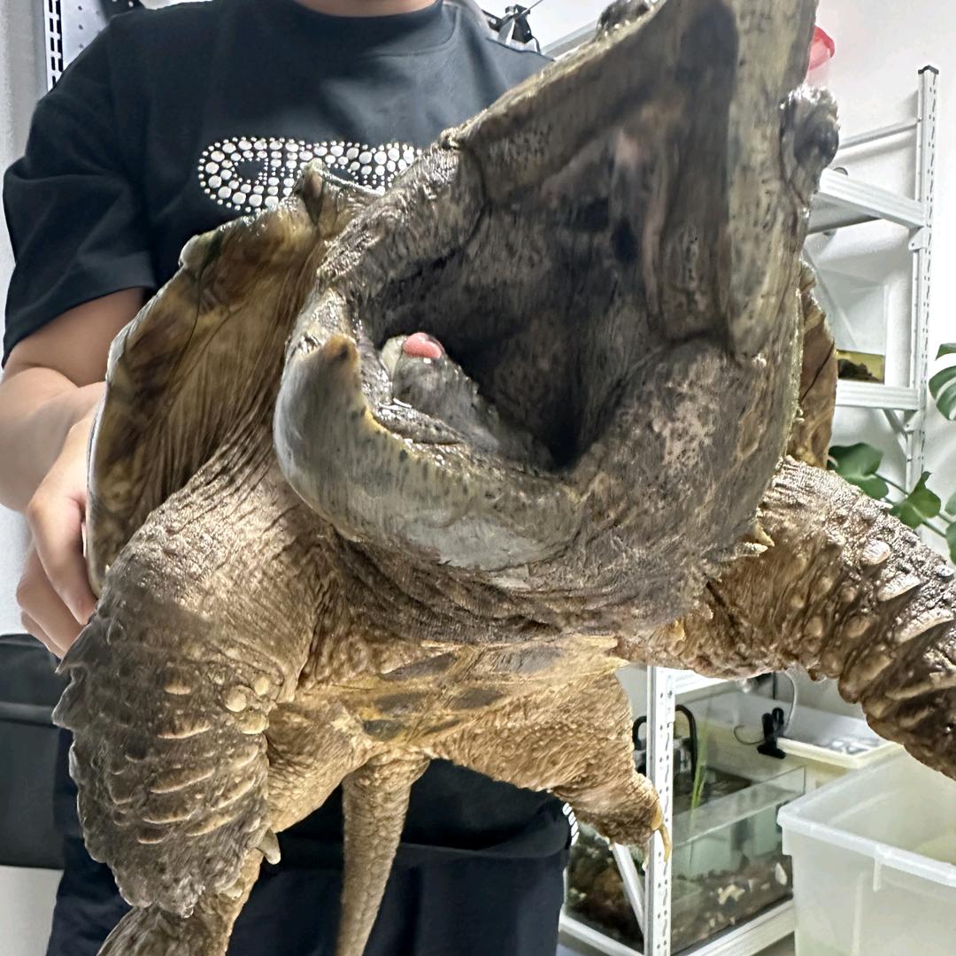 摩托车维修专家