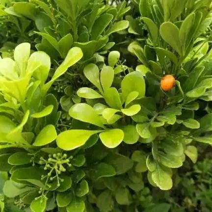 林木森