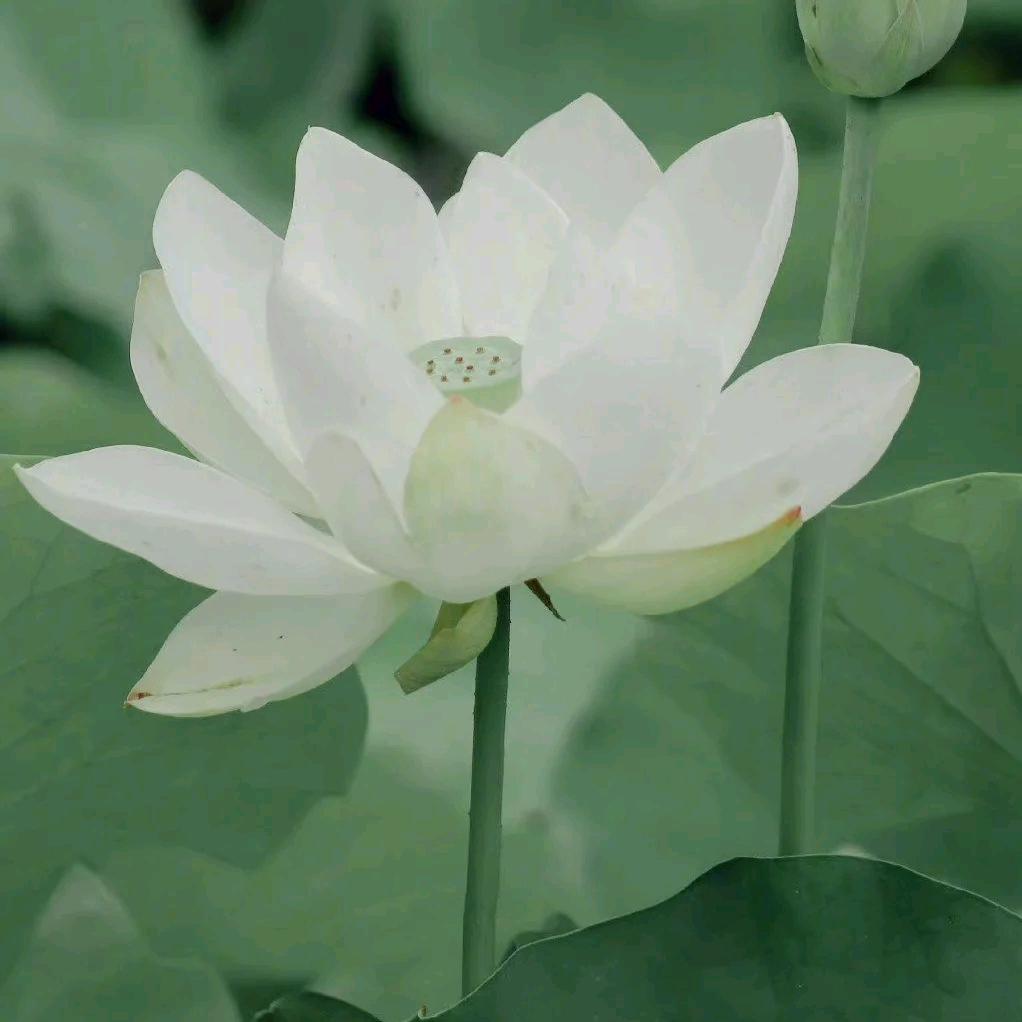 旺福土掉渣烧饼官方号