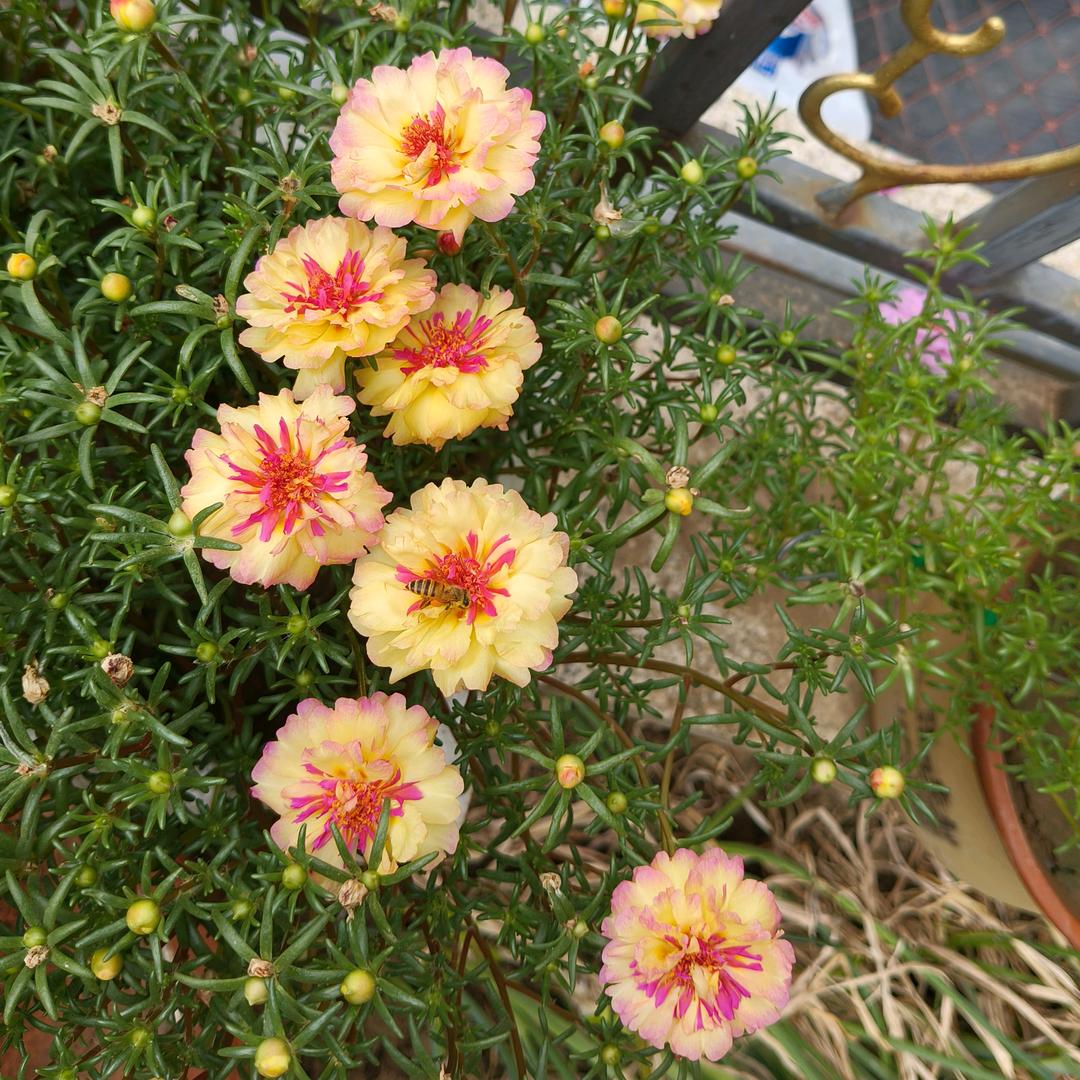 嘦姕💞听এۣۖิ说糖很꧔ꦿ甜 ᭄: