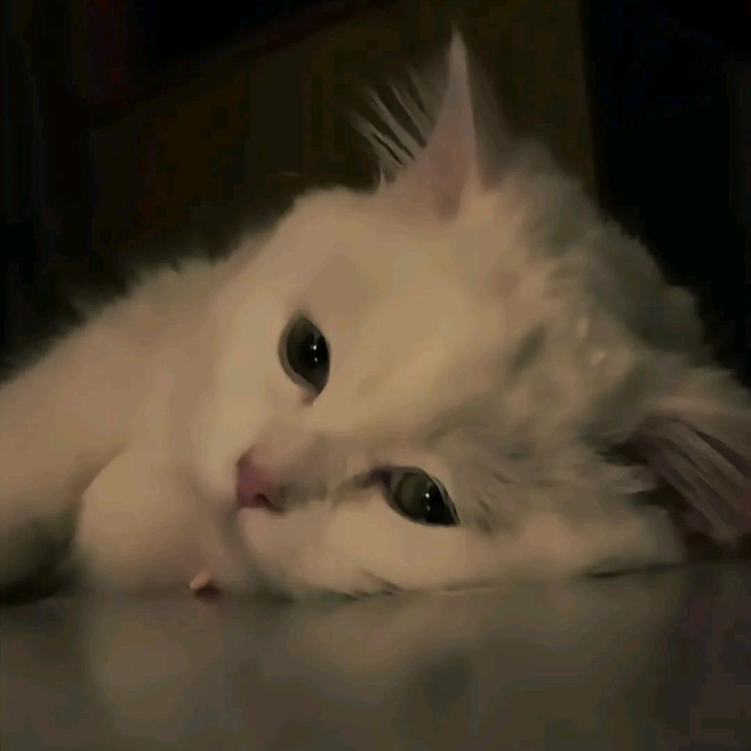 橙子