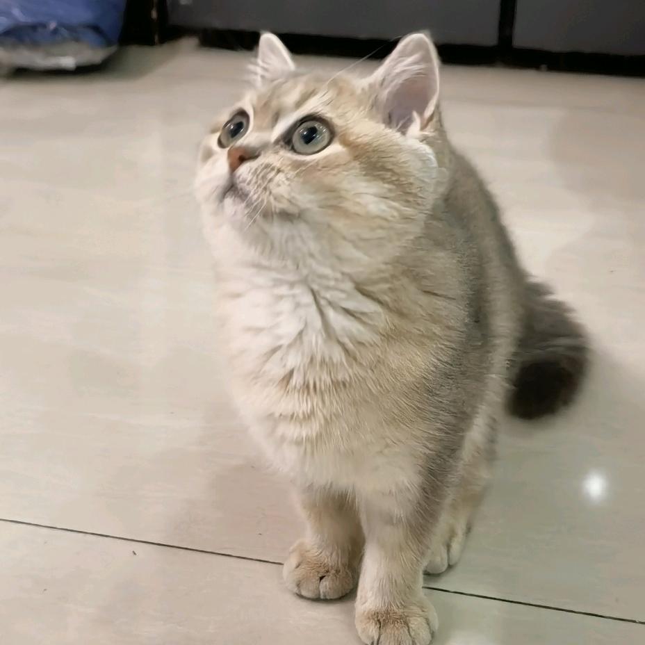 桃子萌宠宠物用品优选店