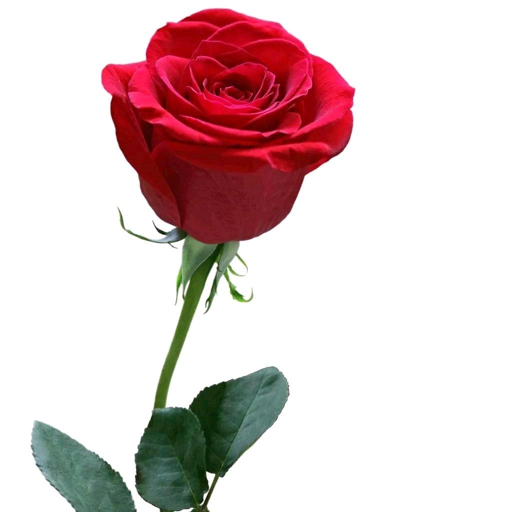 🇨🇳一生一世💎冬木⁹⁹¹（闭关）