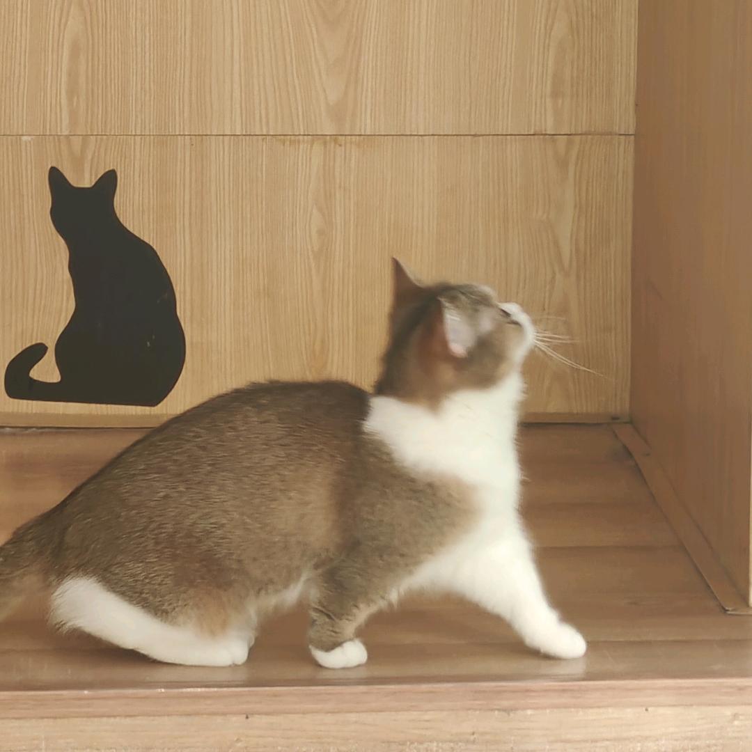 爱吃甜食离大谱