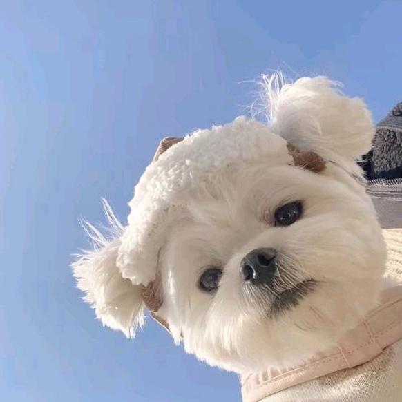 比熊多多