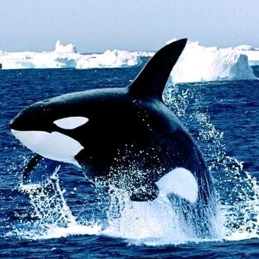 orca