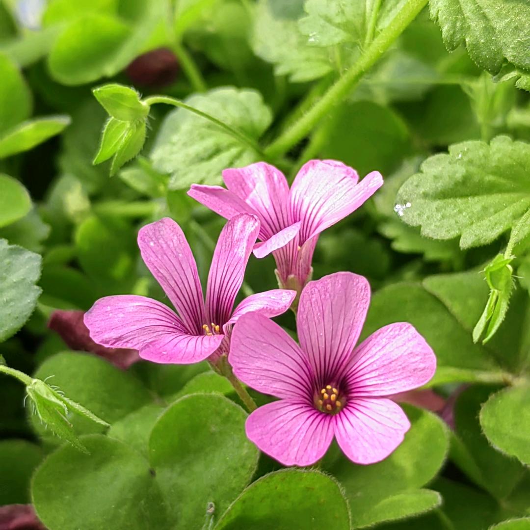 是谁多事种芭蕉