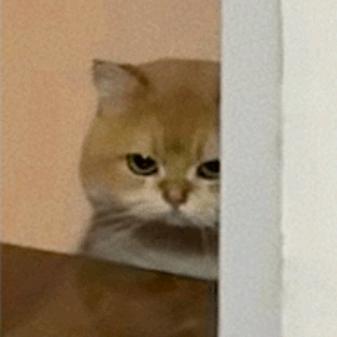 咩咩猫