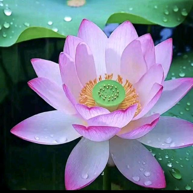 🌻⁸⁰⁶莲（崔宁有艺）