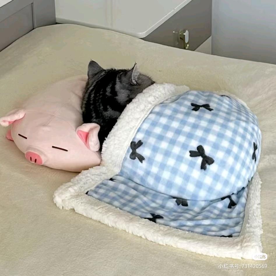 这里是刘小序呀