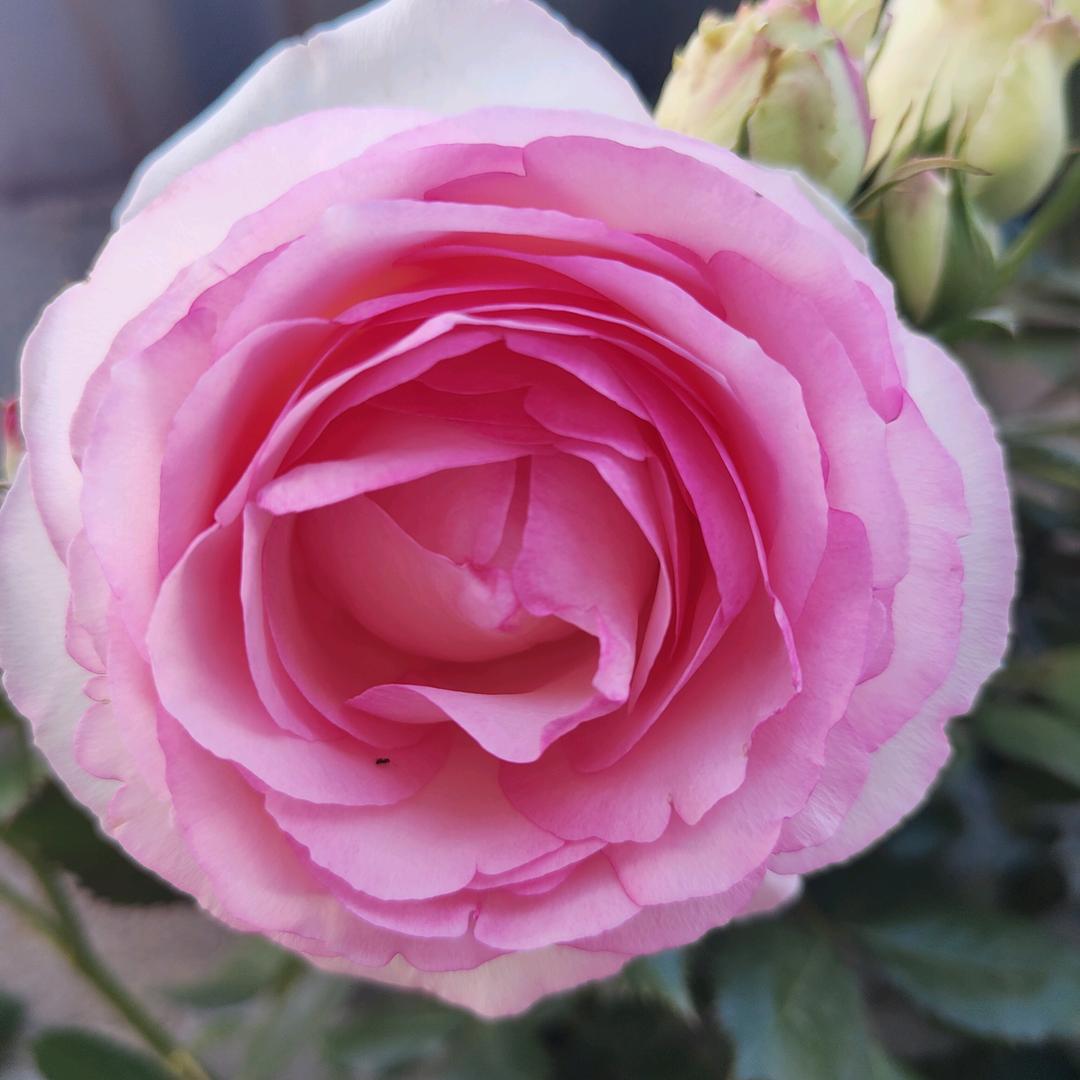 一个小花花