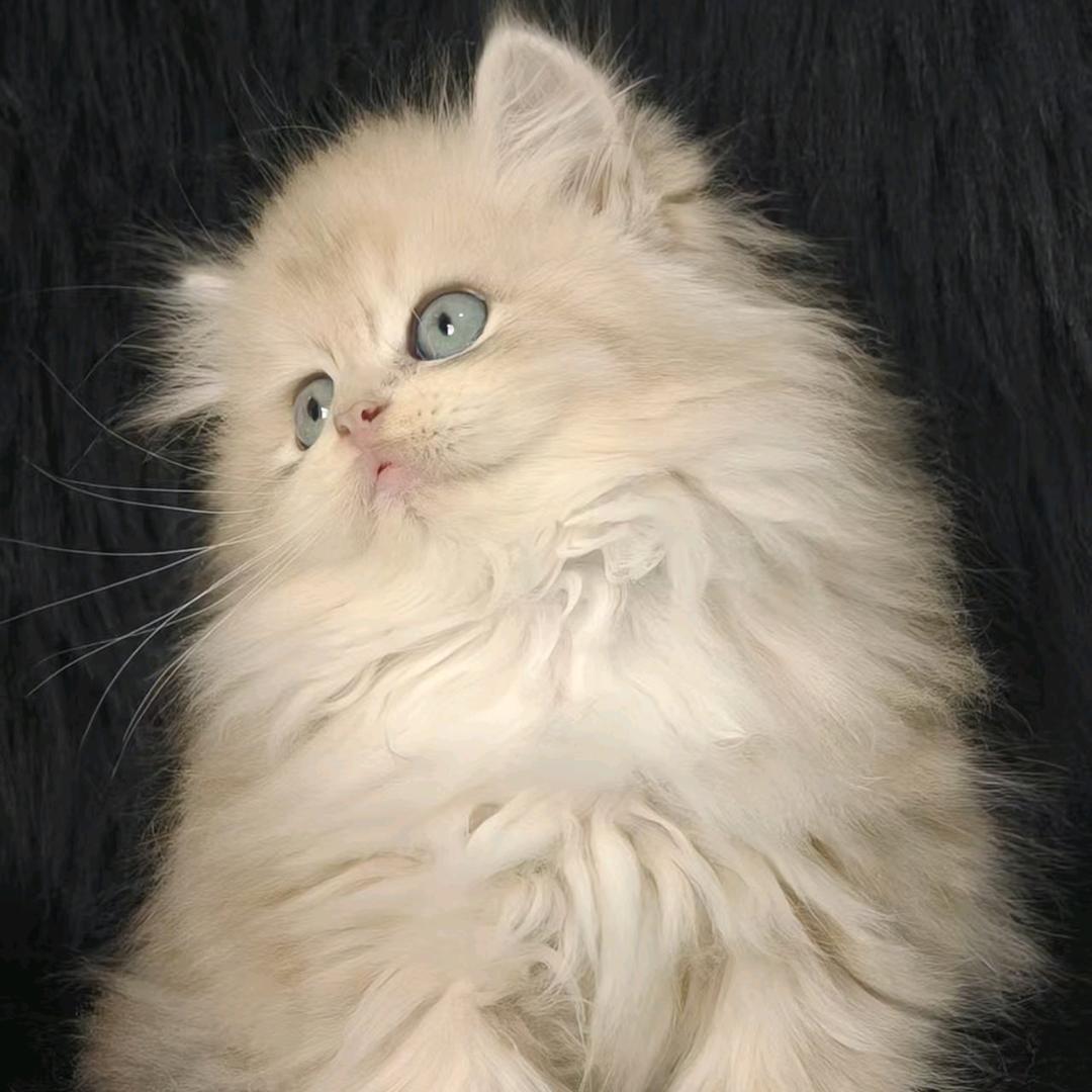 伟伟家布偶渐层